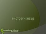 Photosynthesis