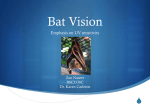 Bat Vision - University of Maryland, College Park