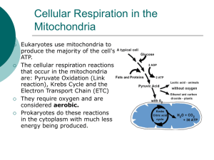 MITOCHONDRIA