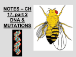 DNA : MUTATIONS