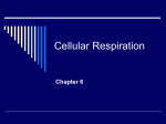 Cellular Respiration