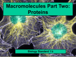 Proteins and Enzymes - Downtown Magnets High School