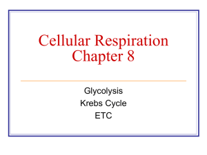 Cellular Respiration PPT