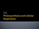 Cell Cycle