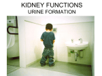 urine formation