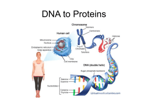 DNA to Proteins