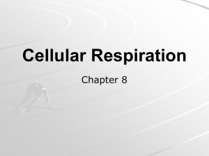 Cellular Respiration