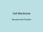 Cell Membrane