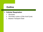 Photosynthesis and Cellular Respiration