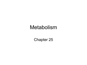 Metabolism