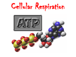 Cellular Respiration