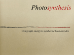 photosynthesis