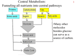 Transport of molecules into a bacterial cell