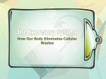 The Excretory System