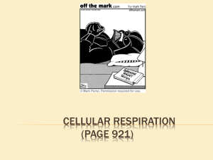 Cellular Respiration