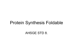 Protein Synthesis Foldable