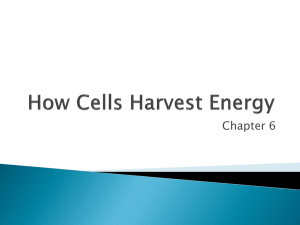 Chapter 6 How Cells Harvest Chemical Energy