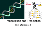 Transcription and Translation