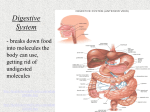 Digestive System