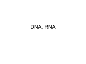 DNA and RNA - Mrs-Lamberts-Biology