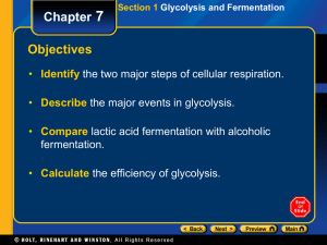 fermentation