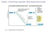 Oxidative phosphorylation (mitochondria)