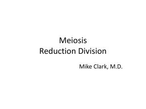 Meiosis