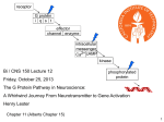 The G protein pathway in neuroscience