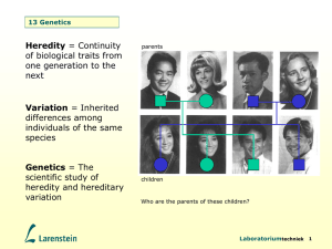 13 Genetics - One Cue Systems