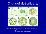 PowerPoint Presentation - Modeling the Organism: The Cell in