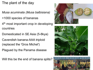 Polyploid Speciation