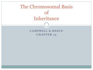 The Chromosomal Basis of Inheritance