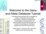 Welcome to the Gene and Allele Database Tutorial