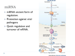 Developmental Genetics