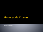 Monohybrid Crosses - Life is a journey: Mr. T finding his way