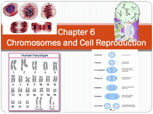 Chapter 6 Chromosomes and Cell Reproduction