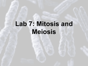 Mitosis and Cell Division