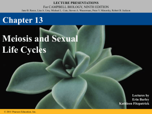 Chapter 13 Meiosis