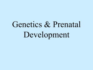 Genetics & Prenatal Development