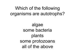 Which of the following organisms are autotrophs? algae