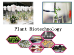 Plant Biotechnology