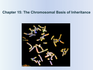 Chapter 15: The Chromosomal Basis of Inheritance