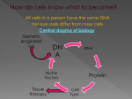 Stem Cells from Skin Cells?!?