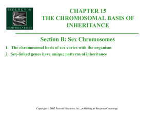 Sex Chromosomes