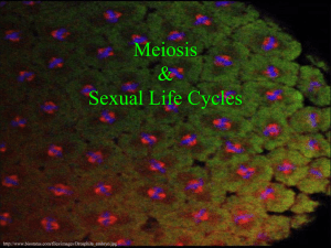 Meiosis notes-2008