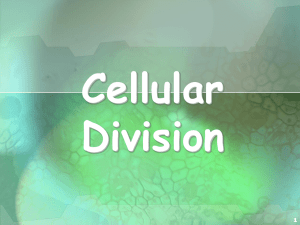 Cell Division Powerpoint