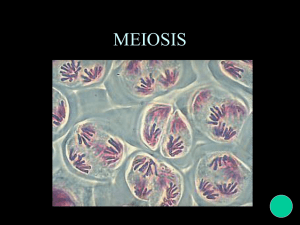 meiosis