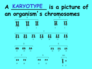 human genetics ppt - phsdanielewiczscience