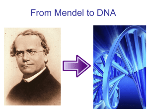 Early Beliefs and Mendel