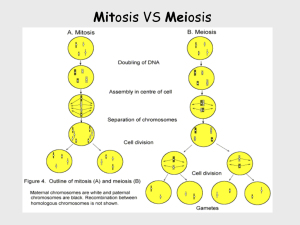 Monohybrid Crosses & Phenotypes and Genotypes